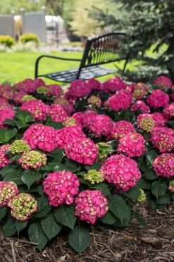 Summer Crush Endless Summer Hydrangea - 1 Gallon Pot -Garden Care Hydrangea Summer Crush Endless Summer 3