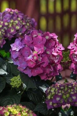 Summer Crush Endless Summer Hydrangea - 1 Gallon Pot -Garden Care Hydrangea Summer Crush Endless Summer 4