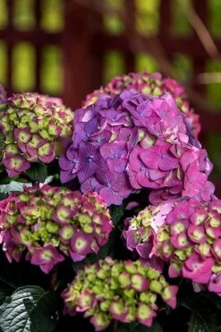 Summer Crush Endless Summer Hydrangea - 1 Gallon Pot -Garden Care Hydrangea Summer Crush Endless Summer 5