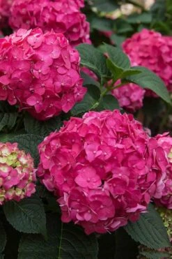 Summer Crush Endless Summer Hydrangea - 1 Gallon Pot -Garden Care Hydrangea Summer Crush Endless Summer 6