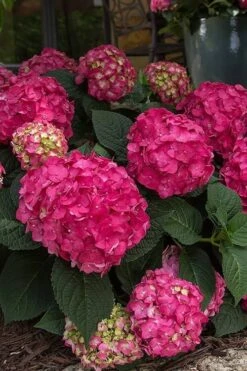 Summer Crush Endless Summer Hydrangea - 1 Gallon Pot -Garden Care Hydrangea Summer Crush Endless Summer 7