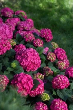 Summer Crush Endless Summer Hydrangea - 1 Gallon Pot -Garden Care Hydrangea Summer Crush Endless Summer 9