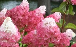 Vanilla Strawberry Hydrangea - 1 Gallon Pot 10 Vanilla Strawberry Hydrangea - 1 Gallon Pot -Garden Care Hydrangea Vanilla Strawberry 3