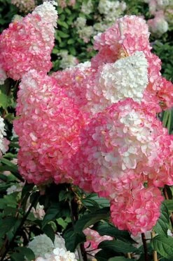 Vanilla Strawberry Hydrangea - 1 Gallon Pot 12 Vanilla Strawberry Hydrangea - 1 Gallon Pot -Garden Care Hydrangea Vanilla Strawberry BS