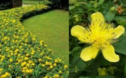 Creeping St Johns Wort (Hypericum Calycinum) - 5 Pack Of Quart Pots -Garden Care Hypericum Calycinum 2