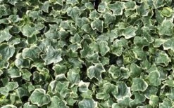 Anne Marie White Variegated Ivy (Hedera Helix) - 10 Count Flat Of Pint Pots -Garden Care Ivy Anne Marie