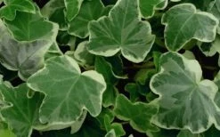 Anne Marie White Variegated Ivy (Hedera Helix) - 10 Count Flat Of Pint Pots -Garden Care Ivy Anne Marie 50