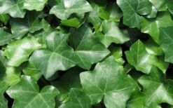 English Ivy (Hedera Helix) - 72 Pack Of 3.5" Pots -Garden Care Ivy English 1