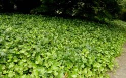 English Ivy (Hedera Helix) - 36 Pack Of 3.5" Pots 9 English Ivy (Hedera Helix) - 36 Pack Of 3.5" Pots -Garden Care Ivy English 2