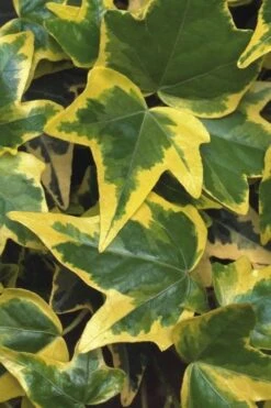 Gold Child Ivy (Hedera Helix) - 10 Pack Of Pint Pots -Garden Care Ivy Gold Child 1