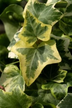 Gold Child Ivy (Hedera Helix) - 10 Pack Of Pint Pots -Garden Care Ivy Gold Child 3