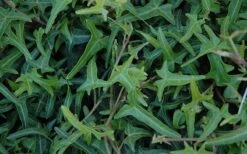 Needlepoint Ivy (Hedera Helix) - 8 Pack Of 2.5" Pots -Garden Care Ivy Needlepoint 50