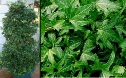 Needlepoint Ivy (Hedera Helix) - 5 Pack Of Pint Pots -Garden Care Ivy Needlepoint Combo 1