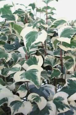 Variegated Algerian Ivy (Hedera Algeriensis 'Gloire De Marengo') - 5 Pack Of Pint Pots -Garden Care Ivy Variegated Algerian 500x750 1