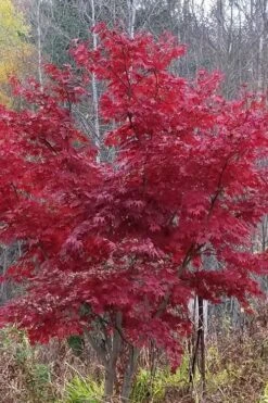 Red Japanese Maple - Acer Palmatum 'Atropurpureum' - 1 Gallon Pot -Garden Care Japanese Maple Atropurpureum 3