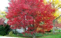 Burgundy Lace Japanese Maple - 5 Gallon Pot -Garden Care Japanese Maple Burgundy Lace 1