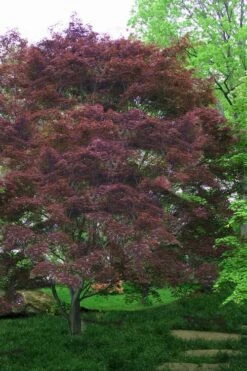 Burgundy Lace Japanese Maple - 5 Gallon Pot -Garden Care Japanese Maple Burgundy Lace 4