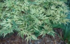 Butterfly Japanese Maple - 3 Gallon Pot -Garden Care Japanese Maple Butterfly 3 1