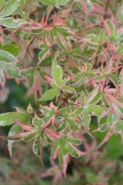 Butterfly Japanese Maple - 1 Gallon Pot -Garden Care Japanese Maple Butterfly 4