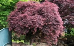 Crimson Queen Dwarf Japanese Maple (High Graft Tree Form) - 1 Gallon Pot -Garden Care Japanese Maple Crimson Queen 22