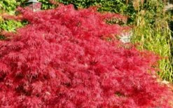 Crimson Queen Dwarf Japanese Maple (High Graft Tree Form) - 1 Gallon Pot -Garden Care Japanese Maple Crimson Queen 51