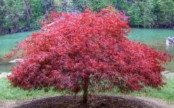 Firefall Lace Leaf Japanese Maple - 5 Gallon Pot 9 Firefall Lace Leaf Japanese Maple - 5 Gallon Pot -Garden Care Japanese Maple Firefall 1