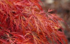 Firefall Lace Leaf Japanese Maple - 5 Gallon Pot 10 Firefall Lace Leaf Japanese Maple - 5 Gallon Pot -Garden Care Japanese Maple Firefall 2