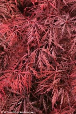 Firefall Lace Leaf Japanese Maple - 5 Gallon Pot 11 Firefall Lace Leaf Japanese Maple - 5 Gallon Pot -Garden Care Japanese Maple Firefall 3