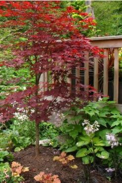 Fireglow Red Leaf Japanese Maple - 5 Gallon Pot (4.5-5.5') -Garden Care Japanese Maple Fireglow 500x750 1