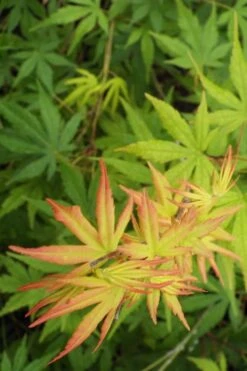 Glowing Embers Japanese Maple - 3 Gallon Pot 13 Glowing Embers Japanese Maple - 3 Gallon Pot -Garden Care Japanese Maple Glowing Embers 6