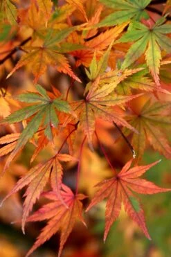 Glowing Embers Japanese Maple - 3 Gallon Pot 15 Glowing Embers Japanese Maple - 3 Gallon Pot -Garden Care Japanese Maple Glowing Embers 7
