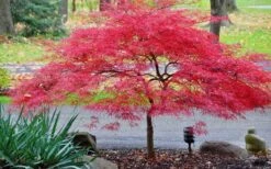 Inaba Shidare Red Japanese Maple - 3 Gallon Pot -Garden Care Japanese Maple Inaba Shidare 2