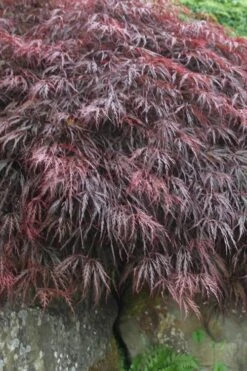 Inaba Shidare Red Japanese Maple - 3 Gallon Pot -Garden Care Japanese Maple Inaba Shidare 5