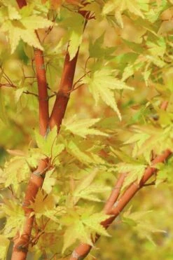 Japanese Sunrise Japanese Maple - 3 Gallon Pot -Garden Care Japanese Maple Japanese Sunrise Bark 500x700 1