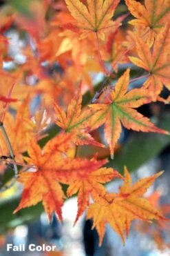 Featured Products 21 Japanese Sunrise Japanese Maple - 3 Gallon Pot
