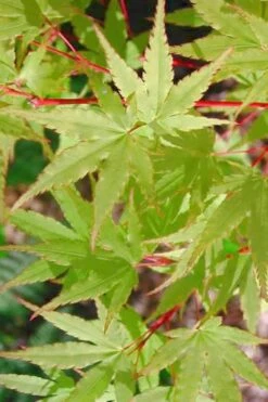 Japanese Sunrise Japanese Maple - 3 Gallon Pot -Garden Care Japanese Maple Japanese Sunrise Spring 500x700 1