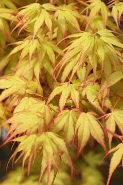 Katsura Japanese Maple - 3 Gallon Pot -Garden Care Japanese Maple Katsura 1