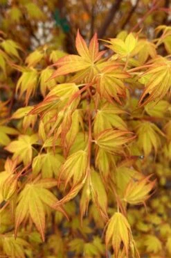 Katsura Japanese Maple - 3 Gallon Pot -Garden Care Japanese Maple Katsura 4