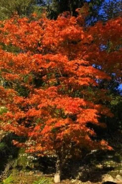 Katsura Japanese Maple - 3 Gallon Pot -Garden Care Japanese Maple Katsura 5