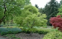 Koto No Ito Japanese Maple - 3 Gallon Pot -Garden Care Japanese Maple Koto No Ito Summer Color 1