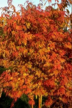 Orange Flame Japanese Maple - 2 Gallon Pot 9 Orange Flame Japanese Maple - 2 Gallon Pot -Garden Care Japanese Maple Orange Flame 12