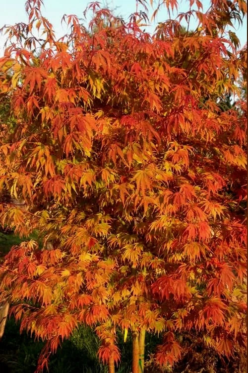 Orange Flame Japanese Maple - 2 Gallon Pot 4 Orange Flame Japanese Maple - 2 Gallon Pot - Image 4