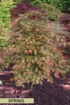 Orange Flame Japanese Maple - 2 Gallon Pot 11 Orange Flame Japanese Maple - 2 Gallon Pot -Garden Care Japanese Maple Orange Flame Spring Color