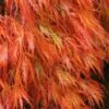 Orangeola Weeping Japanese Maple - 5 Gallon Pot (High Grafted Tree Form)