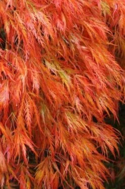 Orangeola Weeping Japanese Maple (High Graft Tree) - 3 Gallon Pot -Garden Care Japanese Maple Orangeola 2