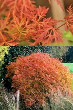 Orangeola Weeping Japanese Maple (High Graft Tree) - 3 Gallon Pot -Garden Care Japanese Maple Orangeola 3