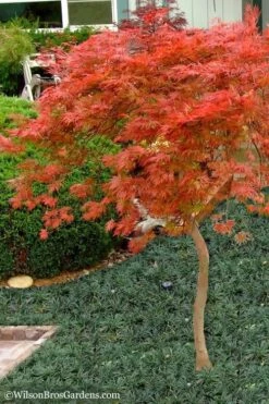 Orangeola Weeping Japanese Maple - 5 Gallon Pot (High Grafted Tree Form) -Garden Care Japanese Maple Orangeola High Branch 1