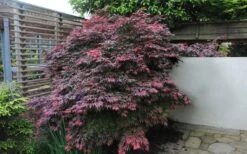 Oregon Sunset Japanese Maple (Acer Palmatum) - 2 Gallon Pot -Garden Care Japanese Maple Oregon Sunset 1