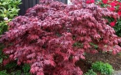Oregon Sunset Japanese Maple (Acer Palmatum) - 2 Gallon Pot -Garden Care Japanese Maple Oregon Sunset 4