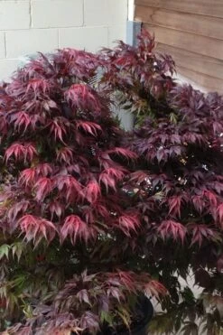 Oregon Sunset Japanese Maple (Acer Palmatum) - 2 Gallon Pot -Garden Care Japanese Maple Oregon Sunset 5